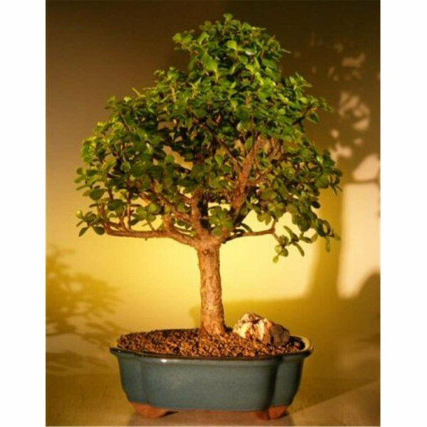 Paisaje Baby Jade Bonsai Tree - Portulacaria Afra - Extra Large PA2806487